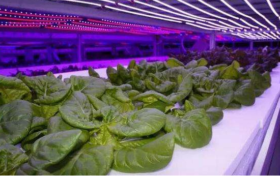 LED市场可期 四大领域值得特别关注
