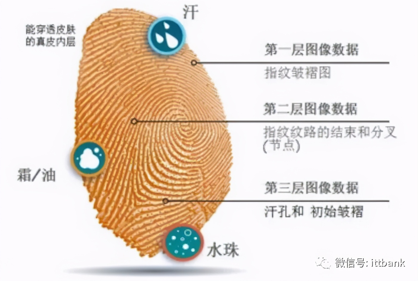 iPhone12为什么没采取超声波屏下指纹？（附屏下指纹产业链）