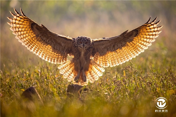 佳能EOS R3开发信息公布！针对高速拍摄场景实现重大突破